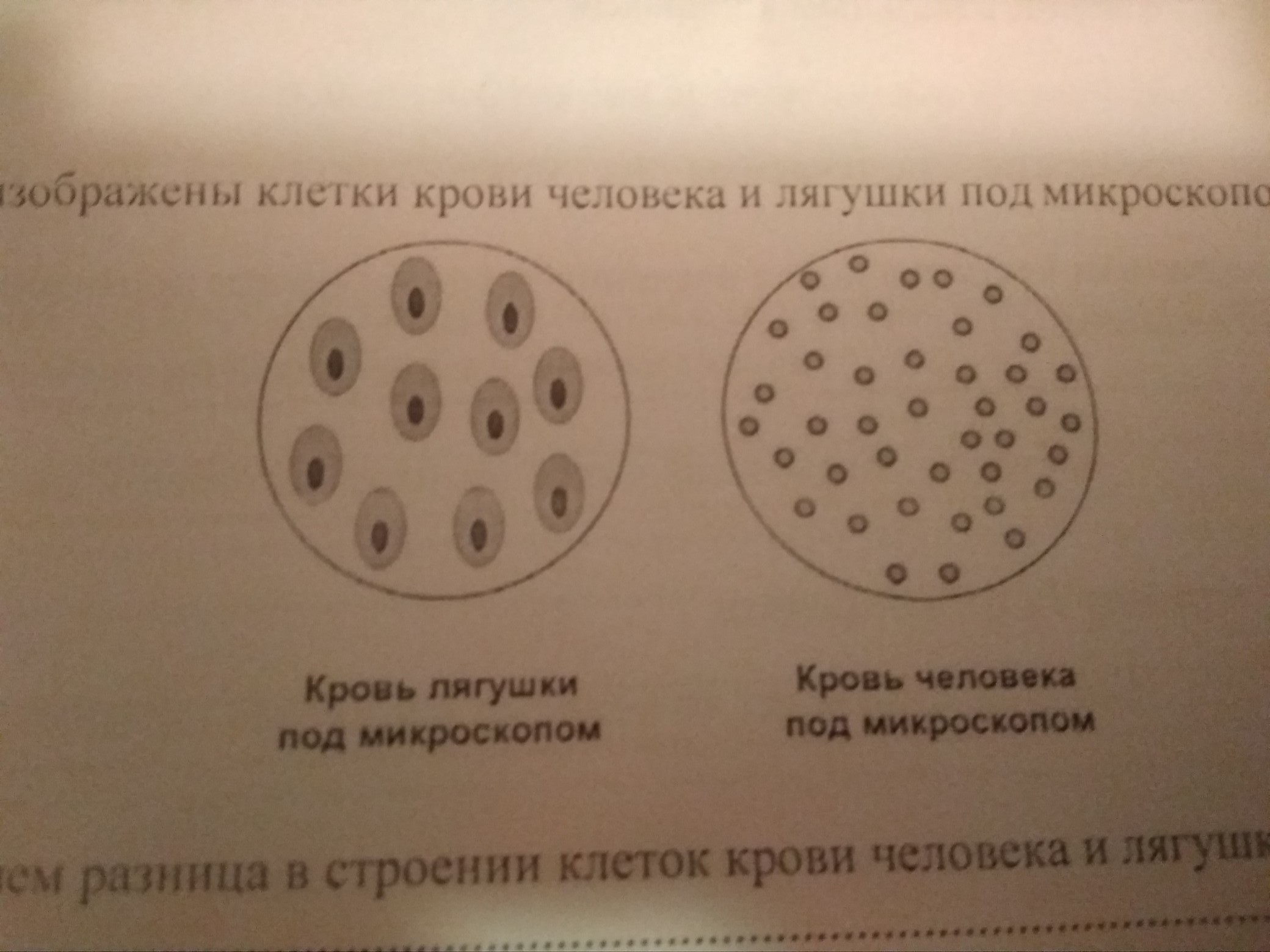 35. Системы органов земноводных