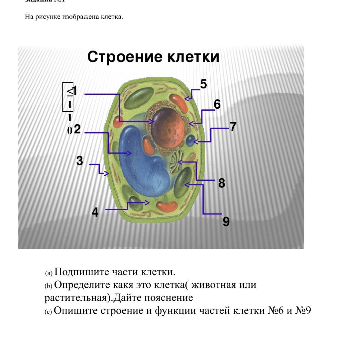 Митоз и мейоз: что это такое, фазы