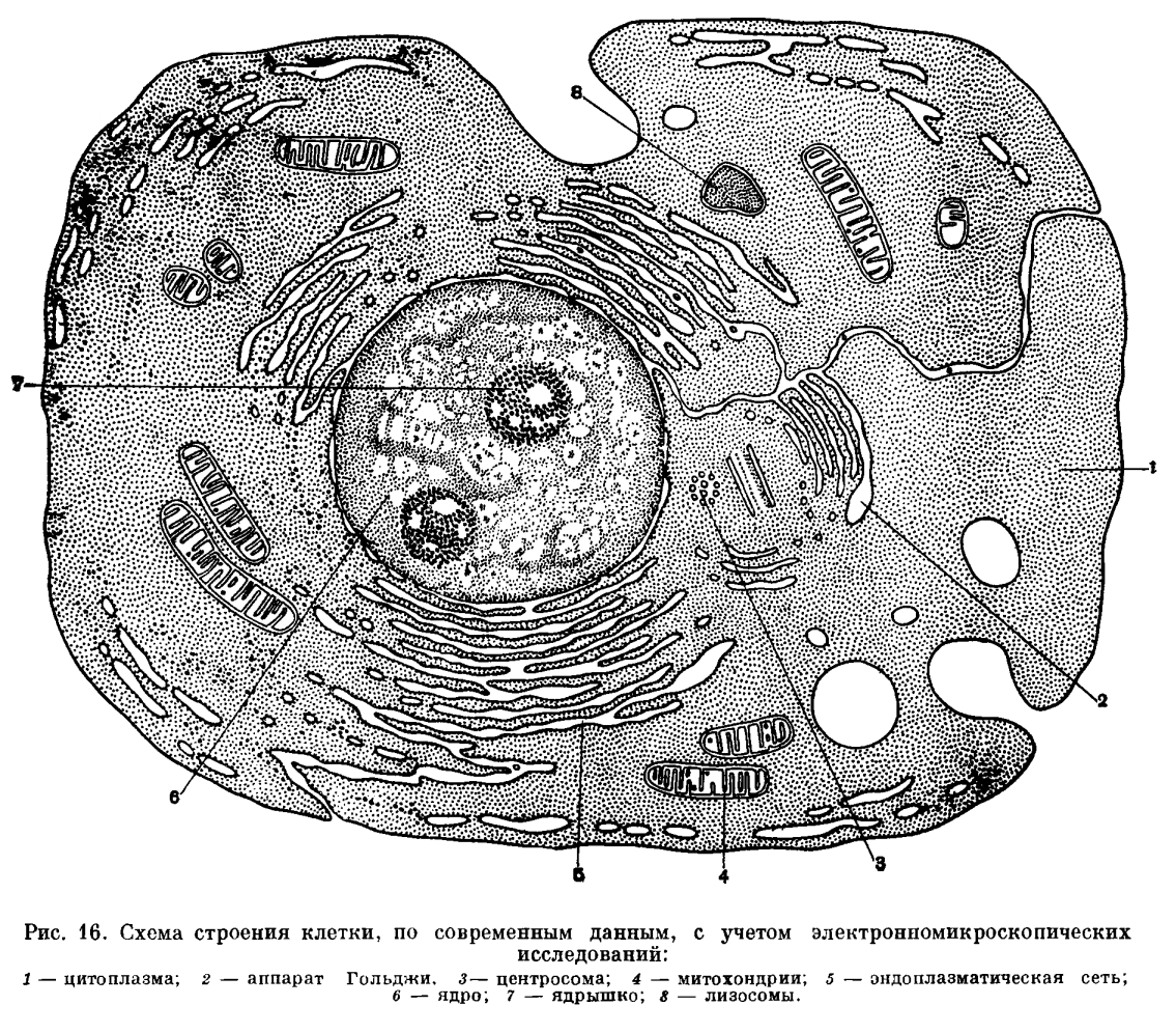 Внутренняя мембрана митохондрий Википедия