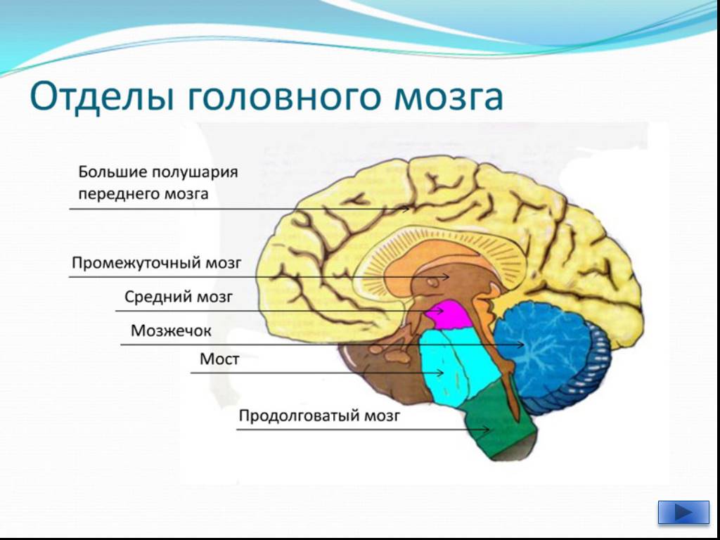 Рисунок Строение Головного Мозга 8 Класс Биология 