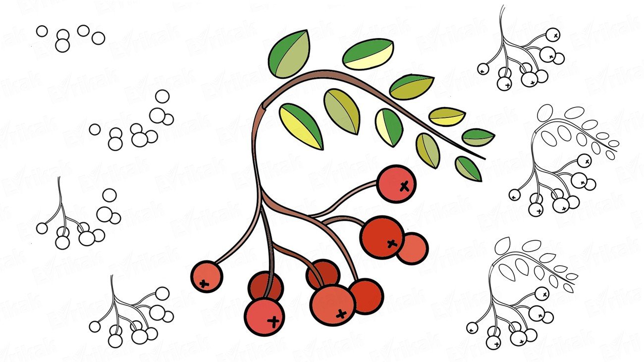 Рисунок черная смородина карандашом