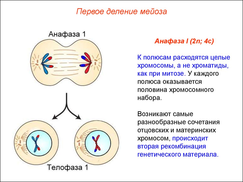 Половое размножение. Половые клетки