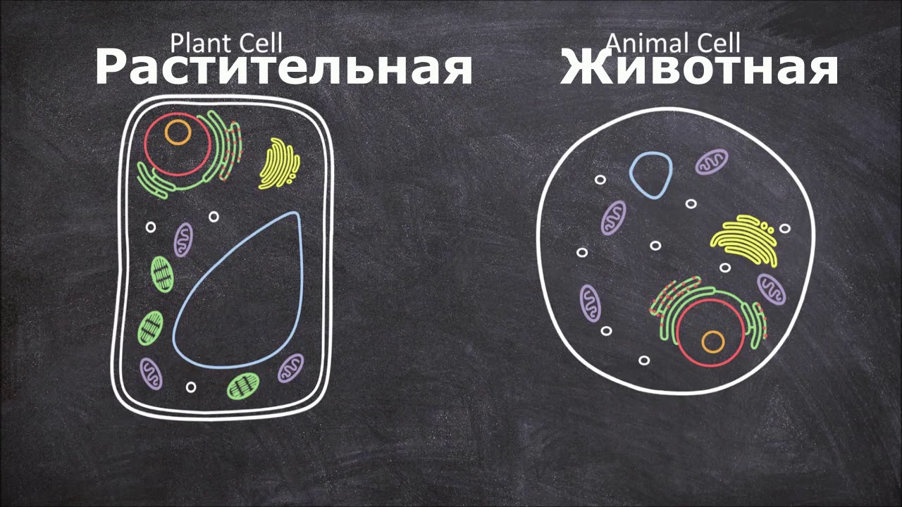 Аппликации строение клетки 