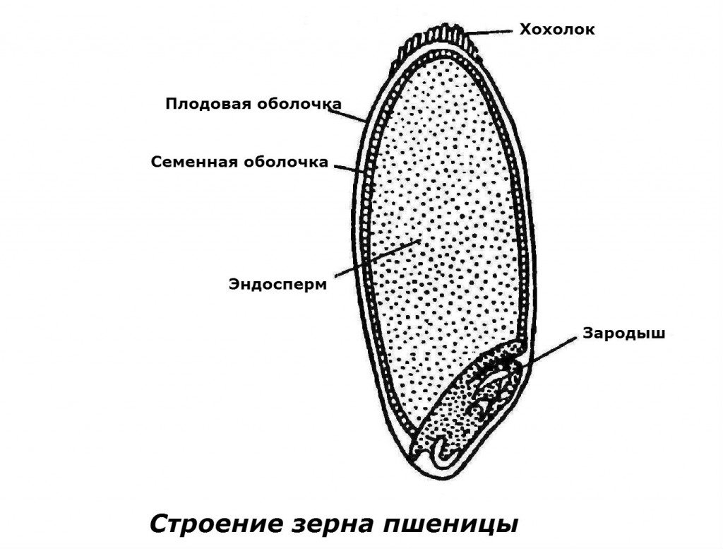 Коварный фузариоз колоса