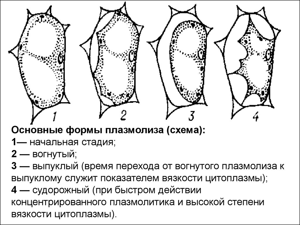 . Строение и деление клетки