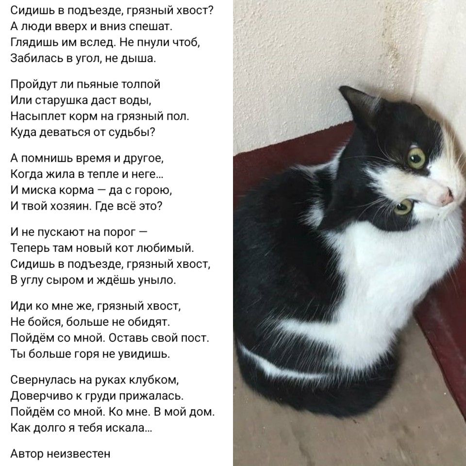 Прикольные картинки Ты мой кот