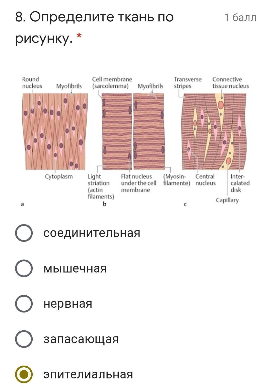 Медицинская анатомическая иллюстрация