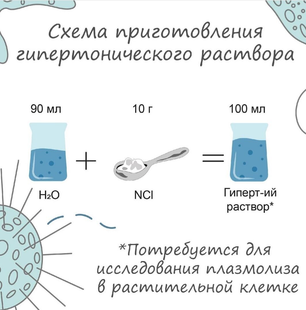 Цитоплазма простой рисунок 