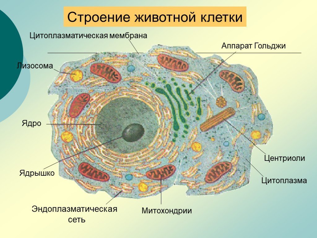 Растительная клетка рисунок поэтапно