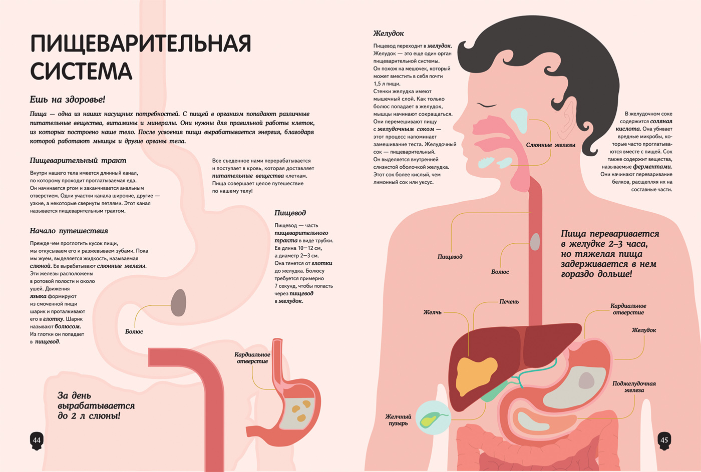 Тонкая кишка, женский скелет, модель