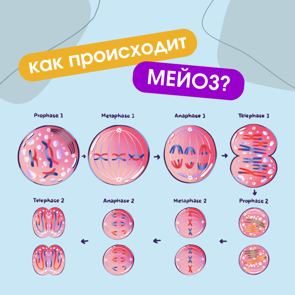 Этапы Мейоза 1 и 2. Активность