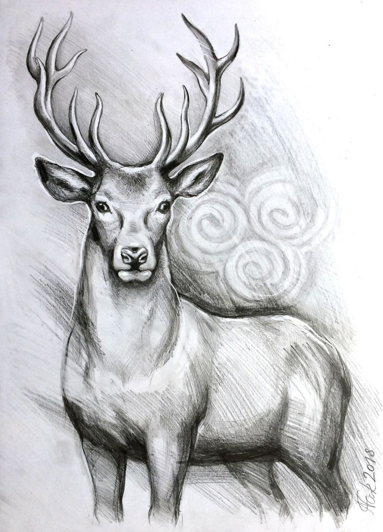 How to draw a DEER 