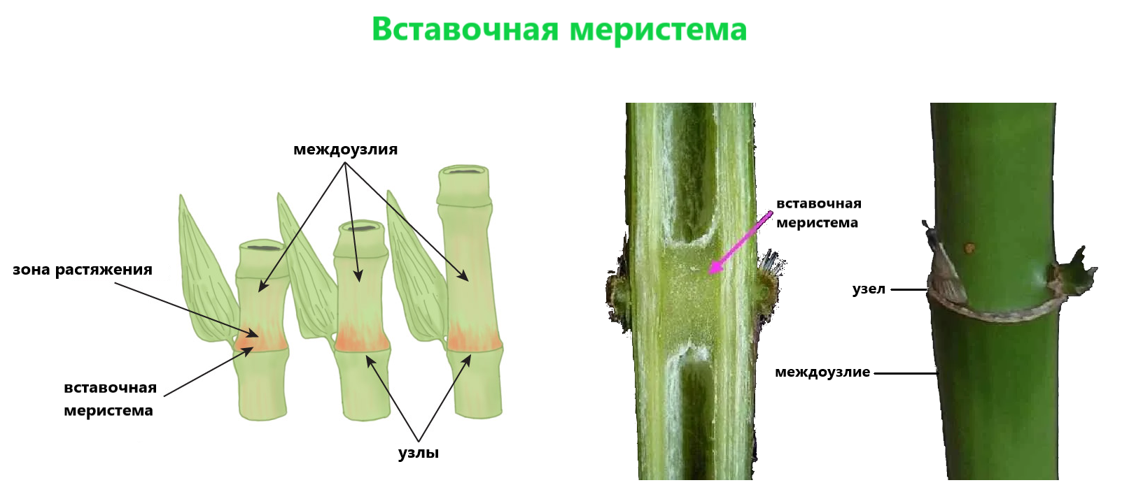 Шаг 1 – Ткани растений – Stepik