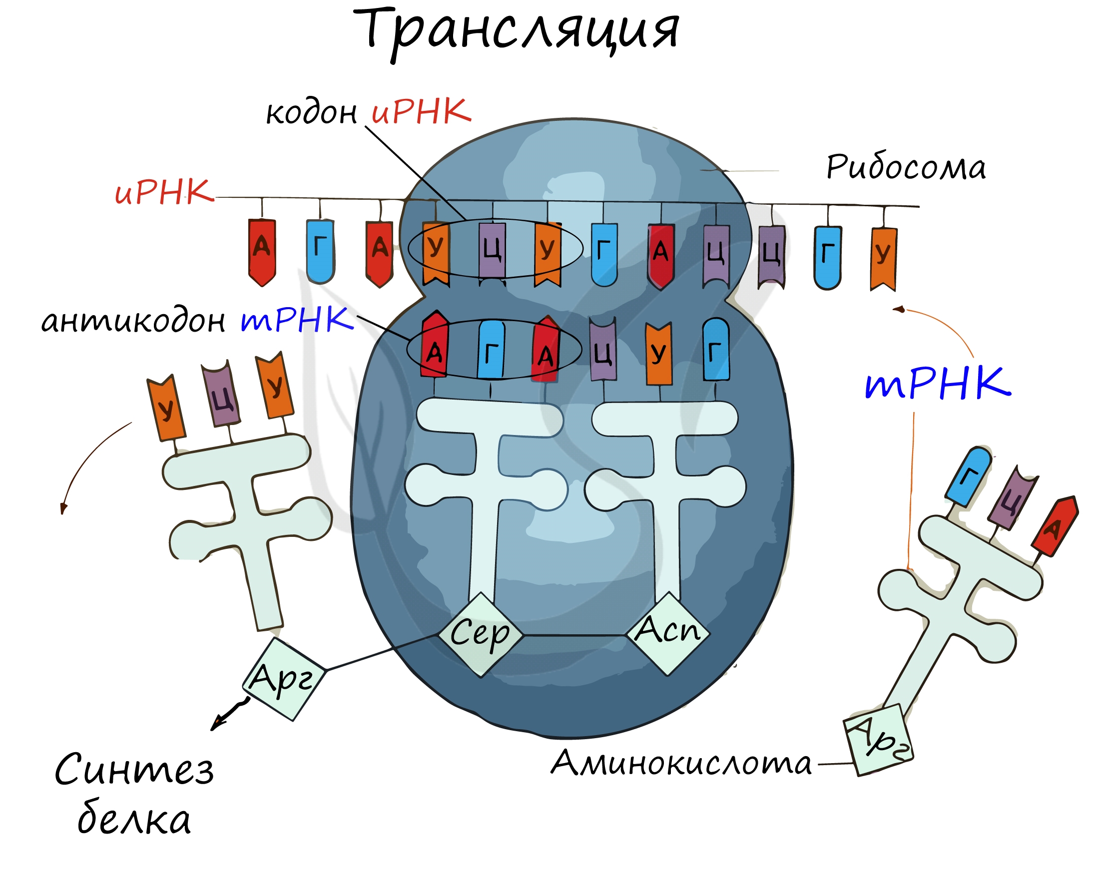 РЕАЛИЗАЦИЯ ГЕНЕТИЧЕСКОЙ ИНФОРМАЦИИ.