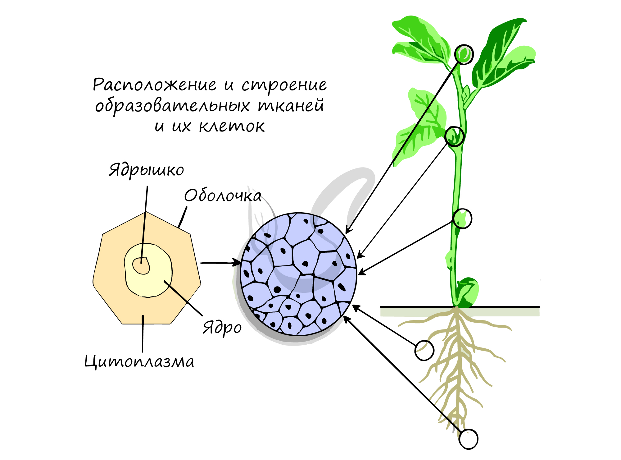 Карточки по теме растительная и