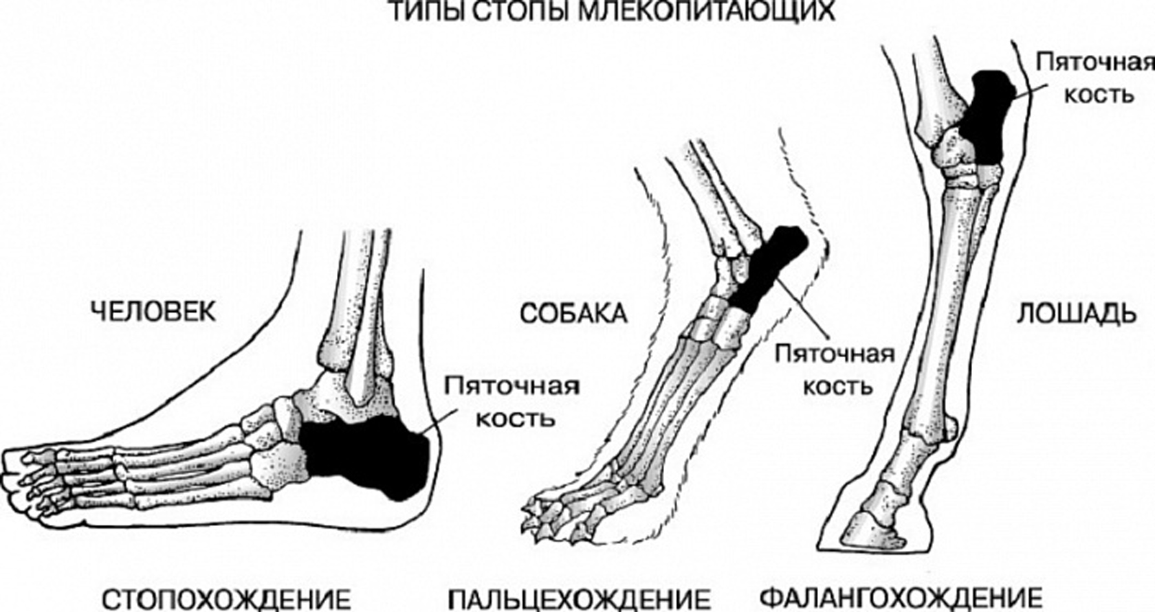 Tillaux, P. Руководство к топографической анатомии в