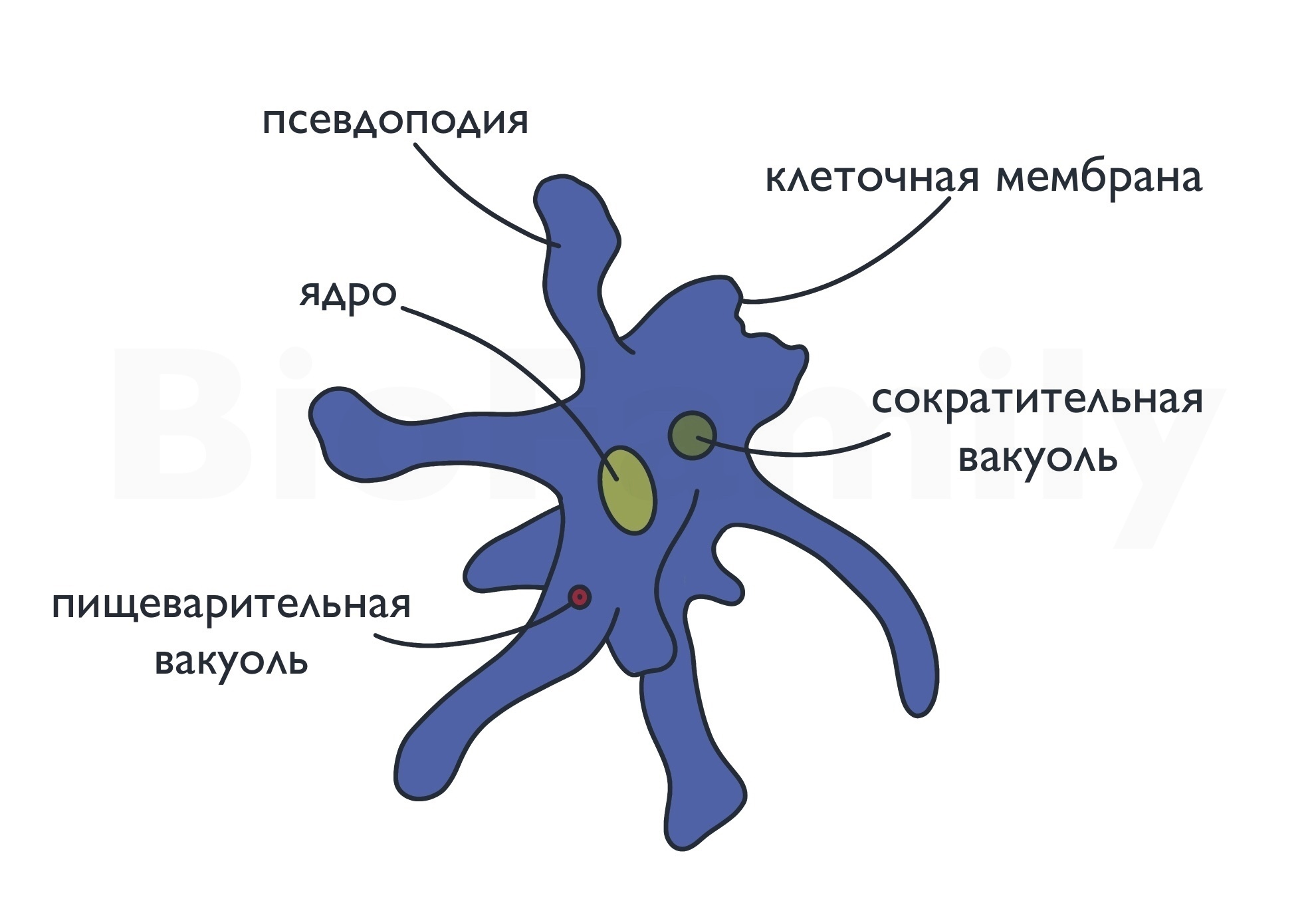 5 КЛАСС | PDF