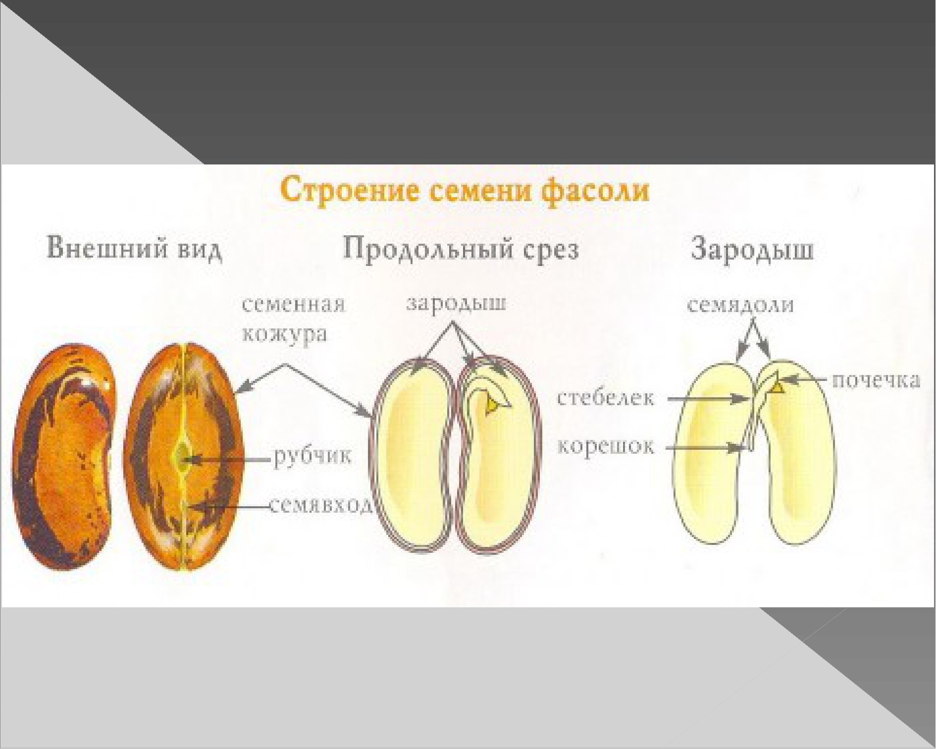 Структура зерна семени пшеницы, слои вектора эндосперма