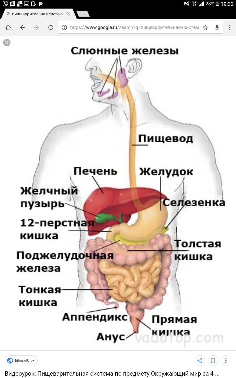 Процесс пищеварения человека : поэтапно