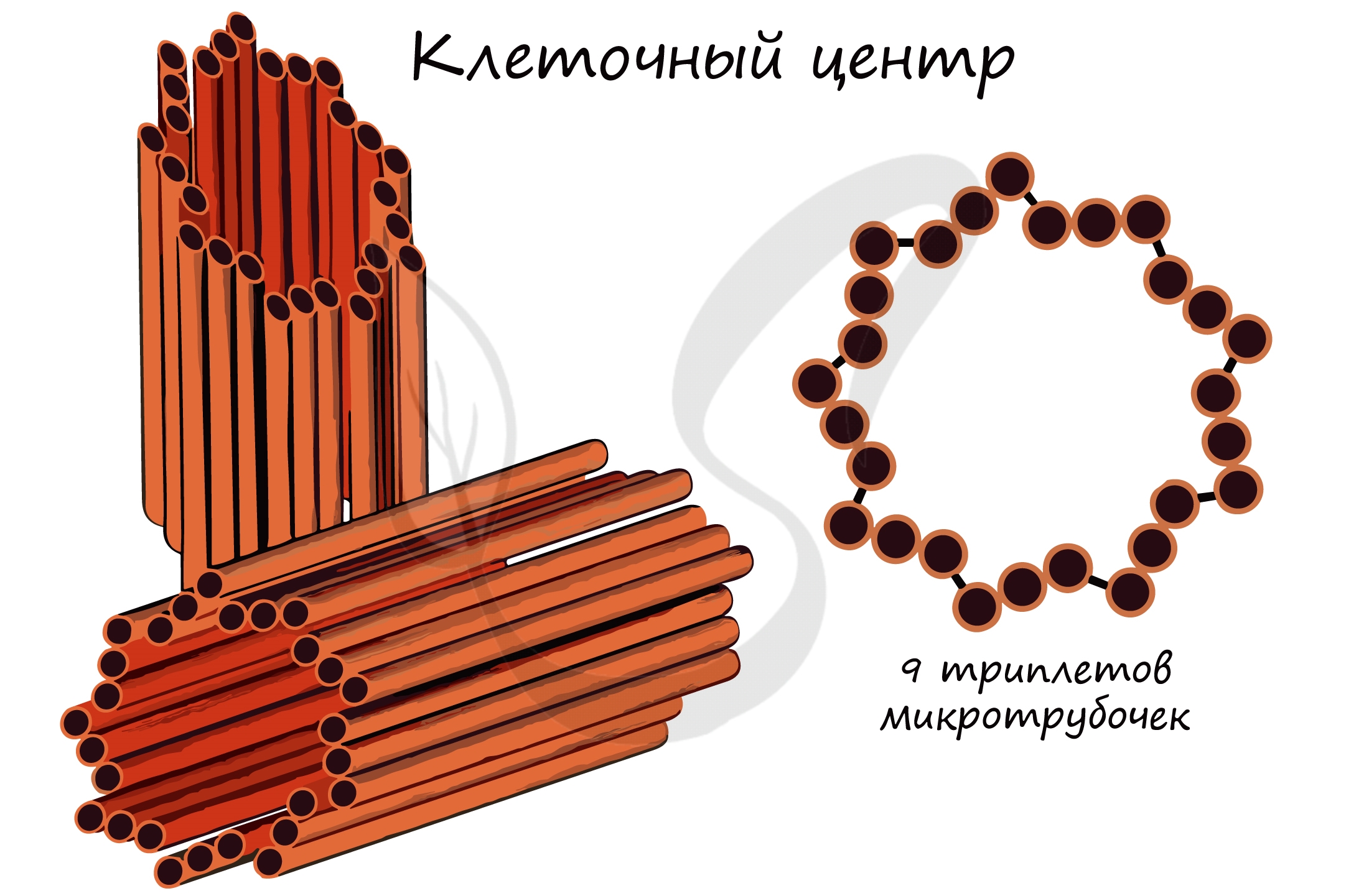 Грибная клетка рисунок