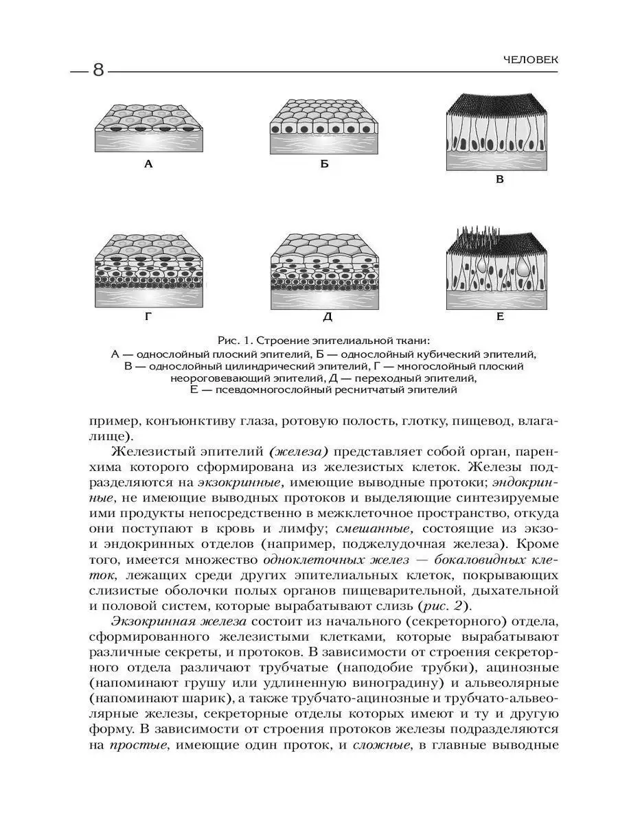 Анатомия и физиология человека. Рабочая