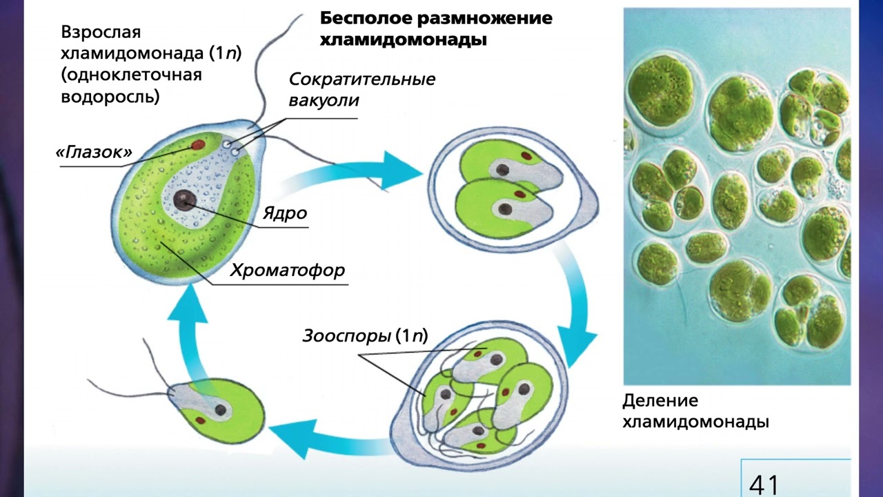 Многообразие водорослей | Биология 5 класс