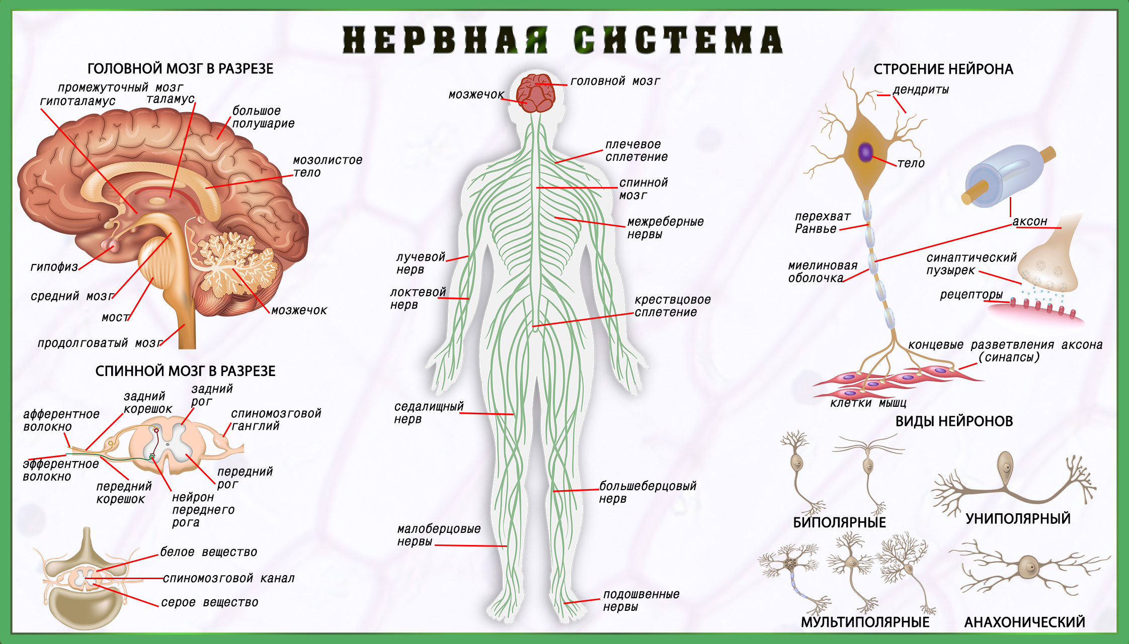 Лабораторная работа № ядер