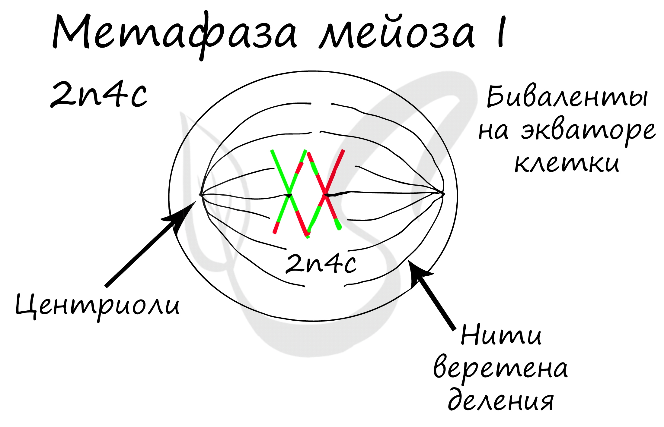 Митоз мейоз картинки 