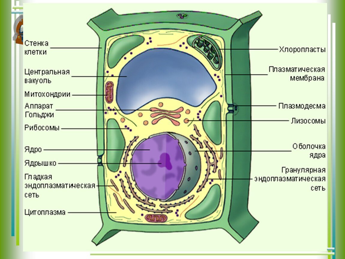 Животная Клетка Рисунок 