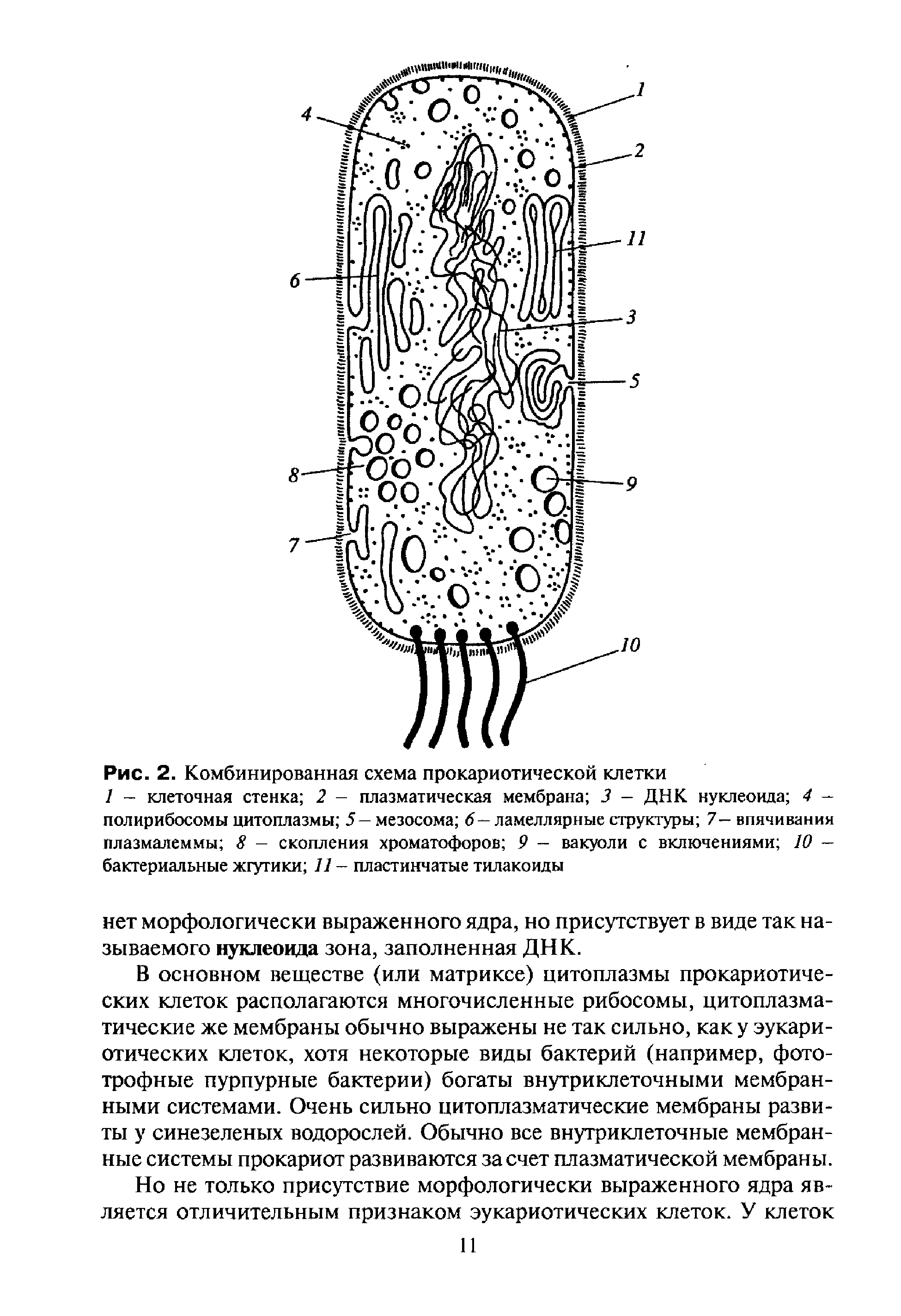 ОСНОВЫ ЦИТОЛОГИИ РАСТЕНИЙ