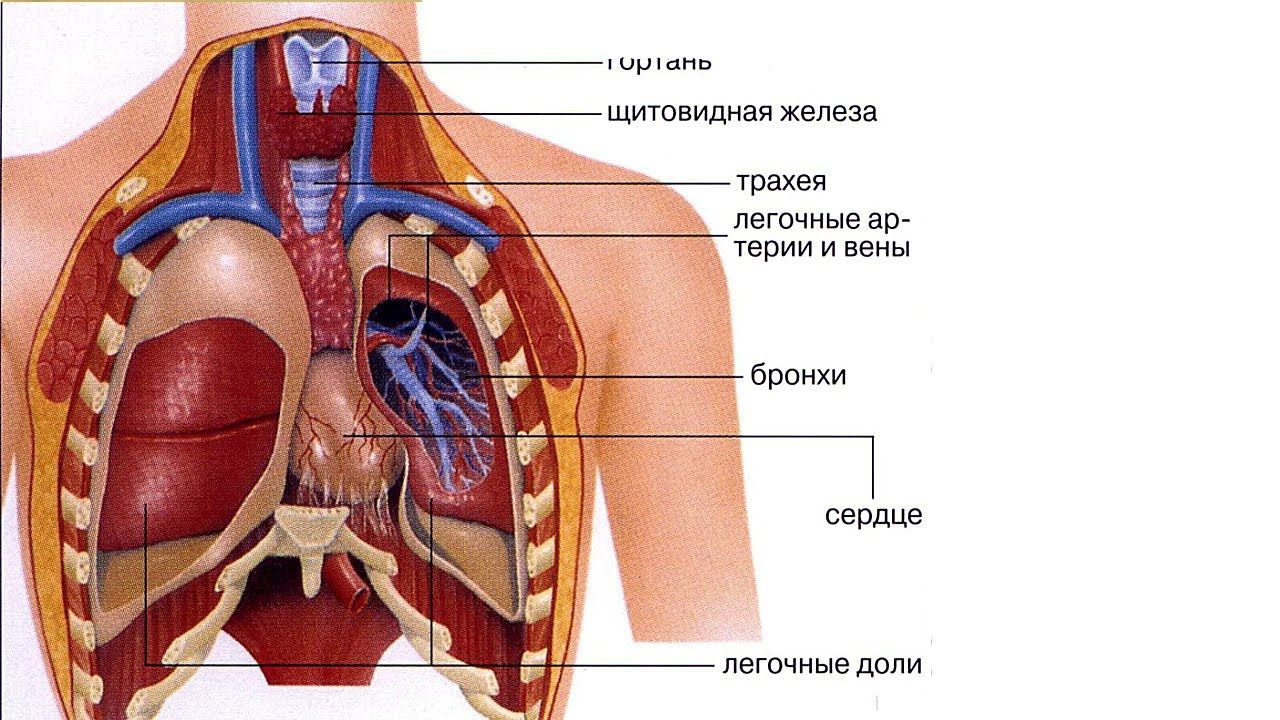 Как научиться рисовать человека с нуля