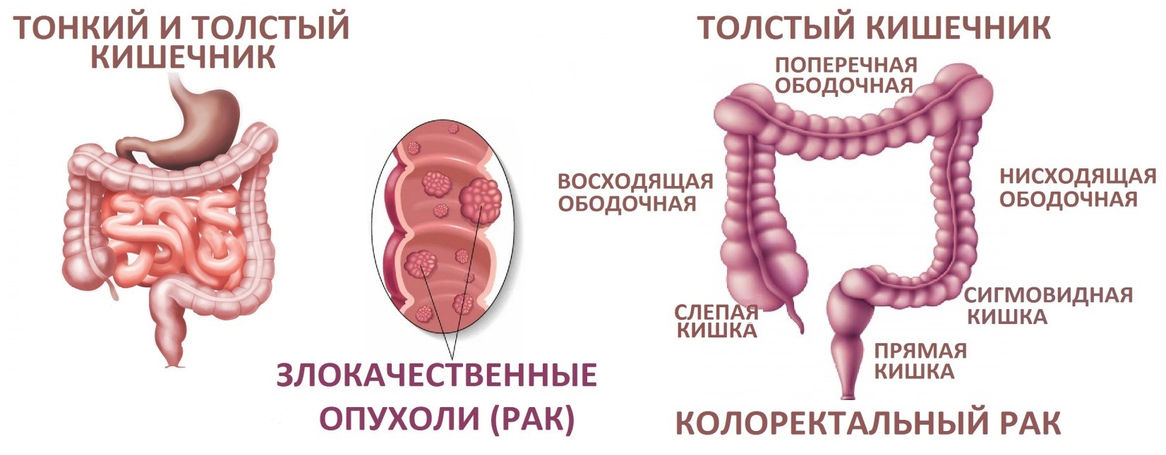 Желудок человека Википедия