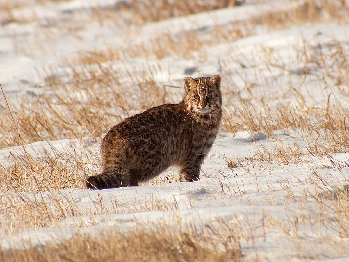 Амурский лесной кот в лесу лежит на