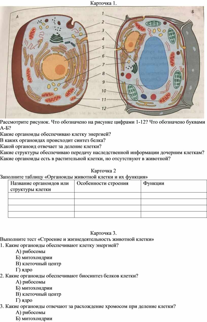 Основные отличия строения растительных