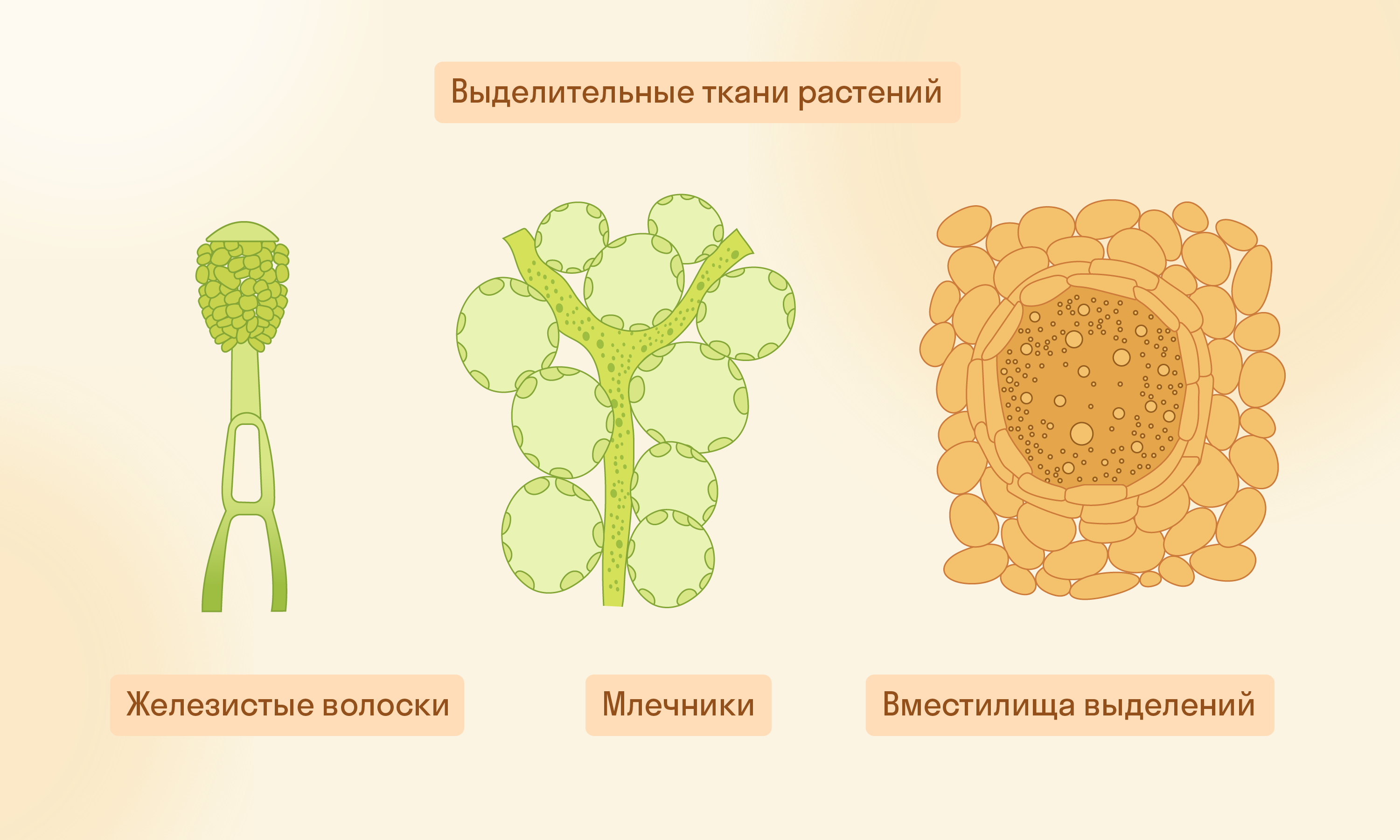 Иллюстрация 9 из 14 для Ботаника и физиология растений