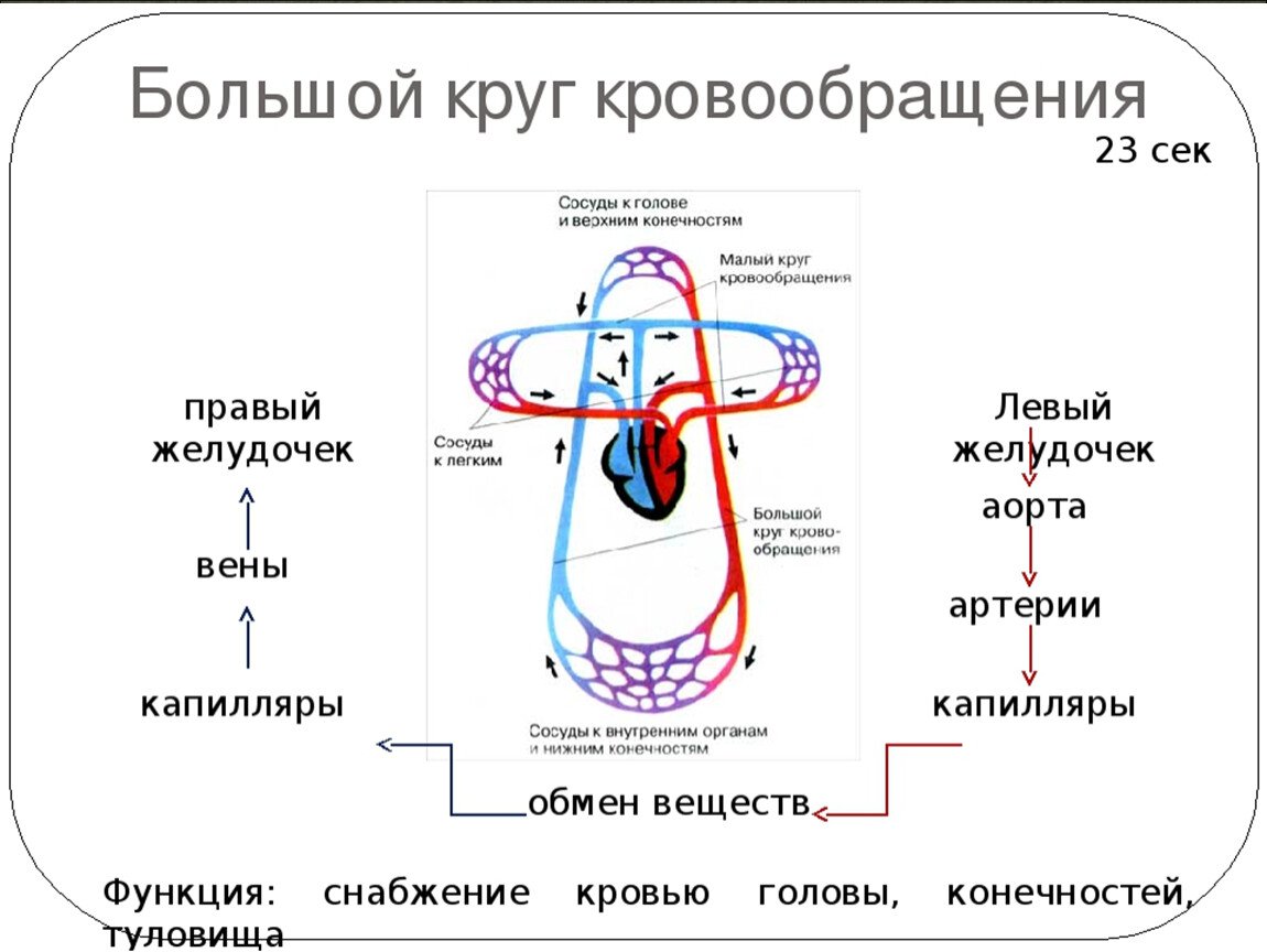 Анатомической человеческой плакат цвета