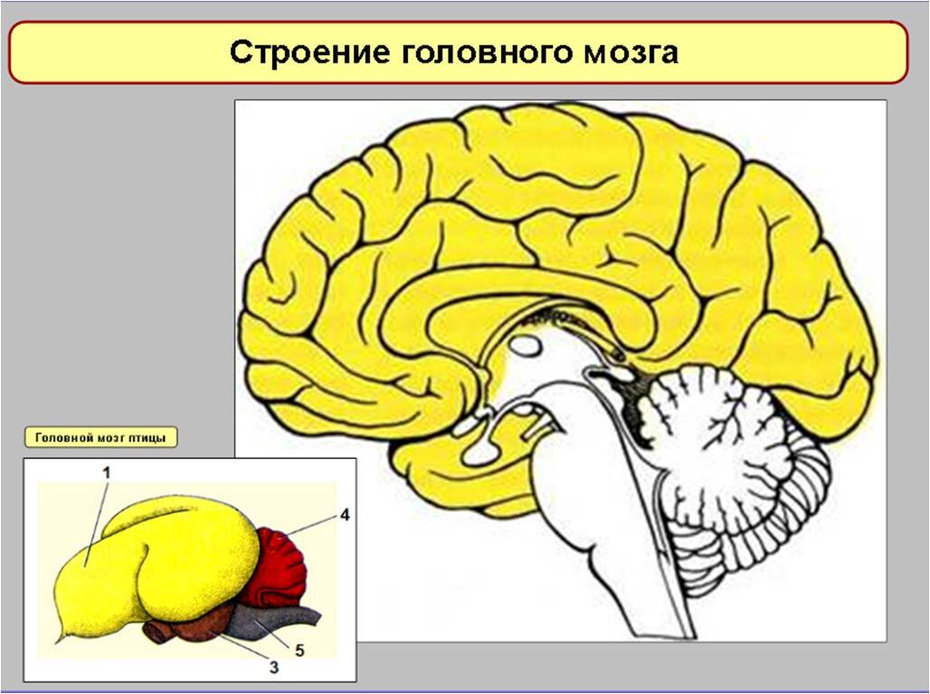 Облако знаний. Общая характеристика рыб. Внешнее строение рыб