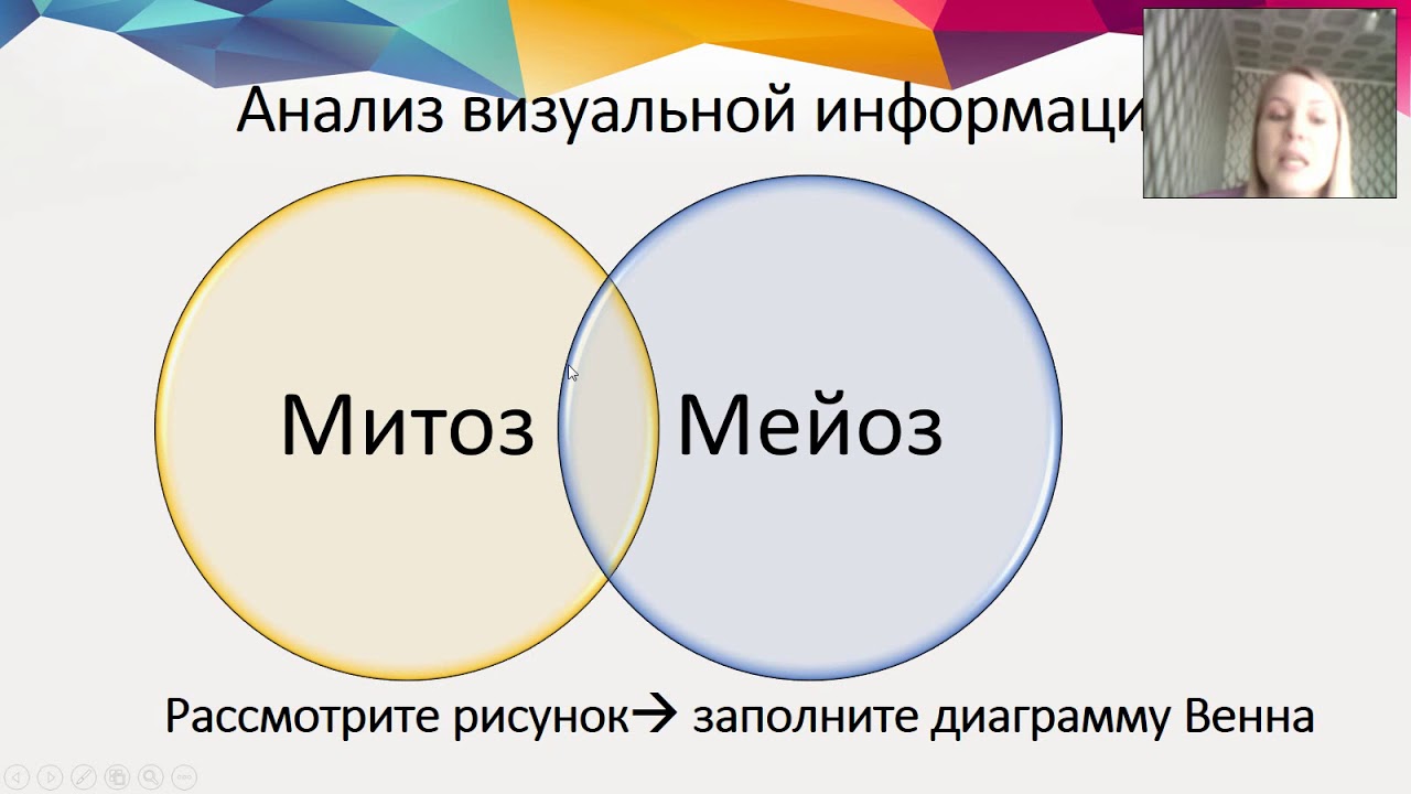 Мейоз | Рохлов 2022 | Разбираем тесты