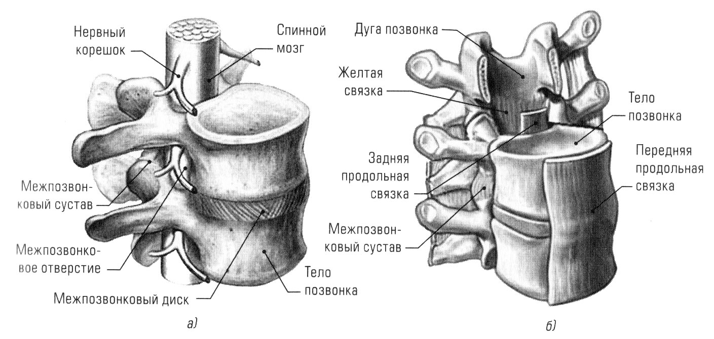 ЛР №2 Строение позвонков