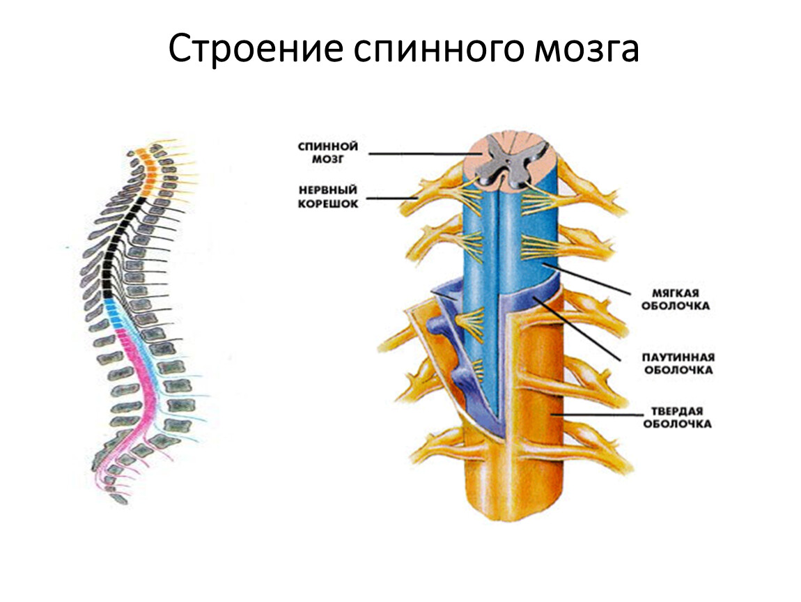 Анатомия: головной мозг 