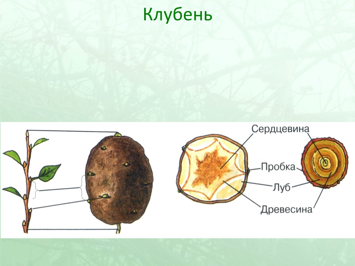 БОТАНИКА