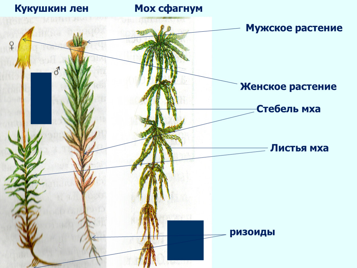 Листостебельные мхи Википедия