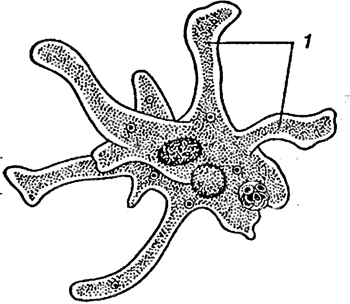 Череп кошки рисунок