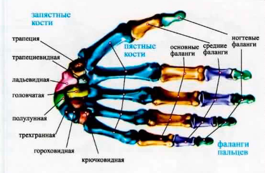 Анатомия Грея : анатомические структуры с оригинальной и