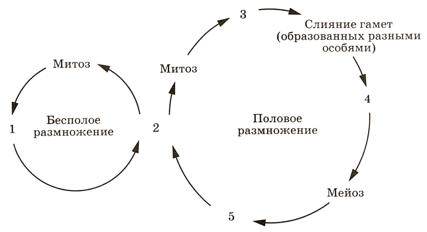 19. Строение и образование половых клеток