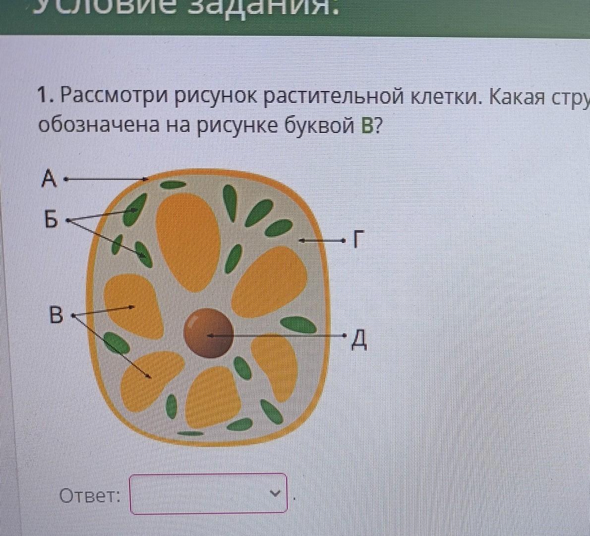 Органоиды клетки, подготовка к ЕГЭ по