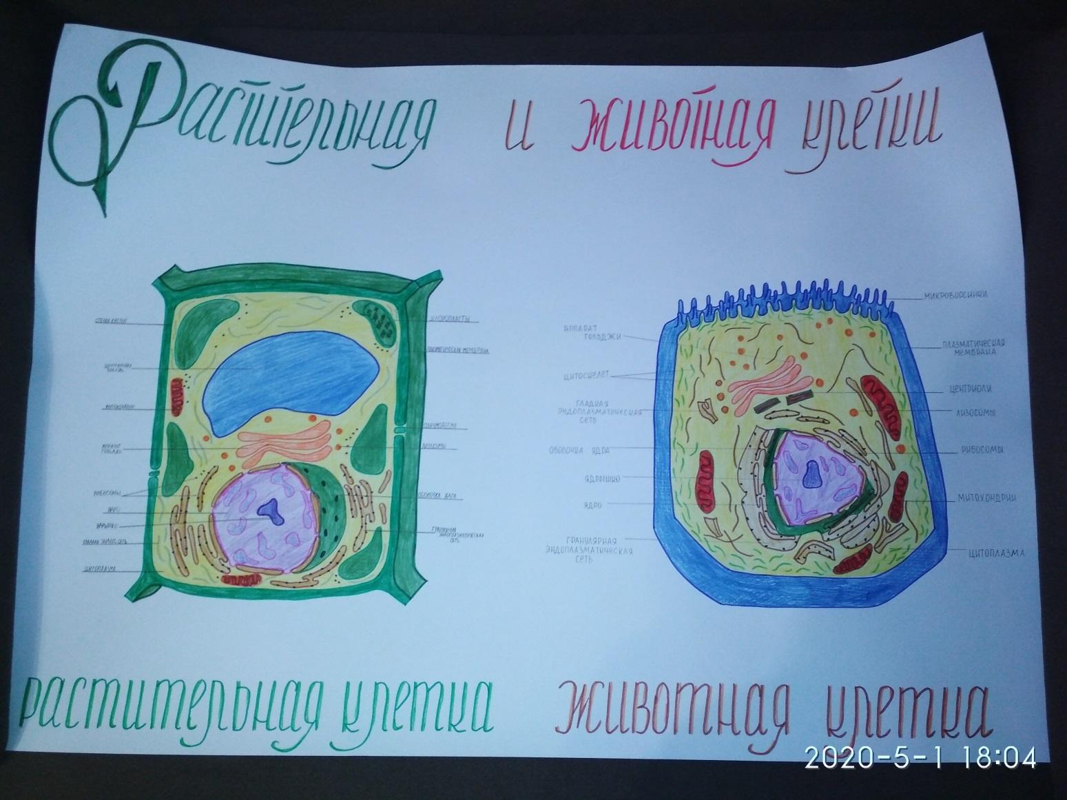 Растительная клетка под микроскопом