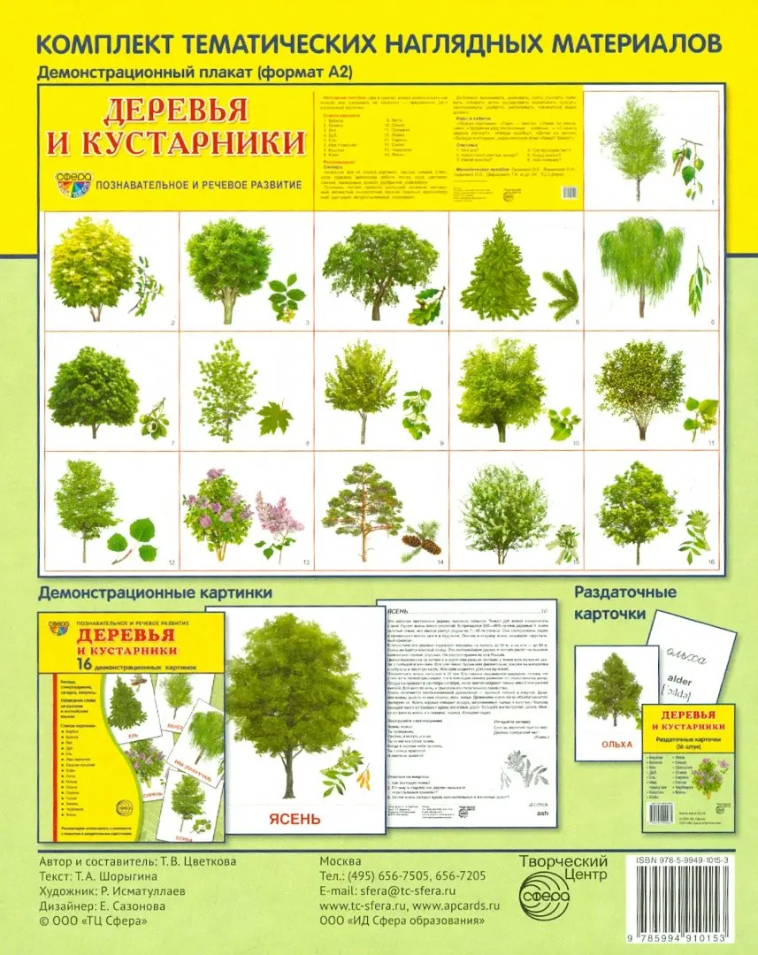 Идентификация дерева : Зеленая ясень. Pennsylvanica Fraxinus