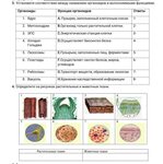 Растительная клетка: строение, функции