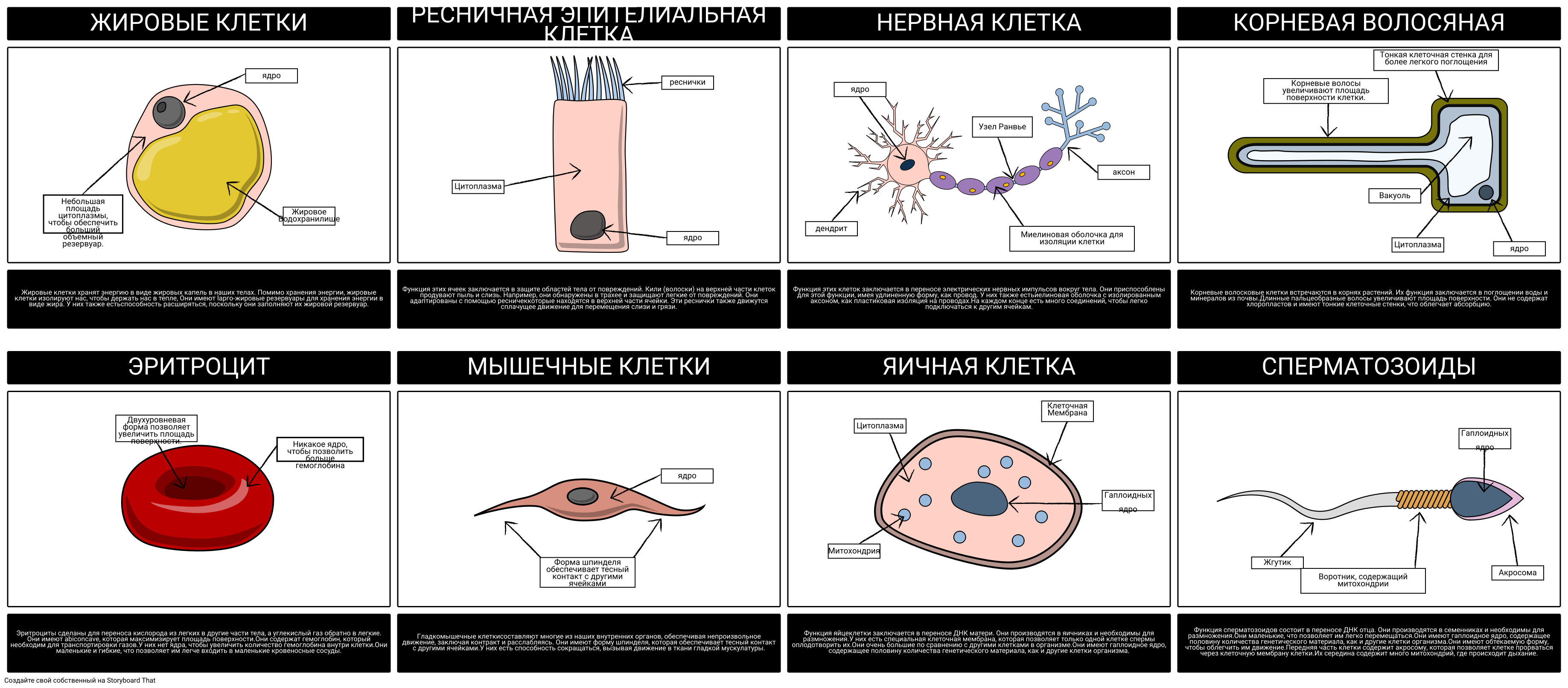 Энциклопедия Жизнь растений